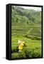 Worker Picking Tea on a Tea Plantation in the Virunga Mountains, Rwanda, Africa-Michael-Framed Stretched Canvas