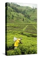 Worker Picking Tea on a Tea Plantation in the Virunga Mountains, Rwanda, Africa-Michael-Stretched Canvas