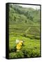 Worker Picking Tea on a Tea Plantation in the Virunga Mountains, Rwanda, Africa-Michael-Framed Stretched Canvas