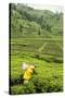 Worker Picking Tea on a Tea Plantation in the Virunga Mountains, Rwanda, Africa-Michael-Stretched Canvas