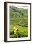 Worker Picking Tea on a Tea Plantation in the Virunga Mountains, Rwanda, Africa-Michael-Framed Photographic Print