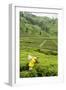 Worker Picking Tea on a Tea Plantation in the Virunga Mountains, Rwanda, Africa-Michael-Framed Photographic Print