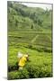 Worker Picking Tea on a Tea Plantation in the Virunga Mountains, Rwanda, Africa-Michael-Mounted Photographic Print