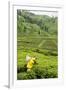 Worker Picking Tea on a Tea Plantation in the Virunga Mountains, Rwanda, Africa-Michael-Framed Photographic Print