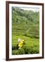 Worker Picking Tea on a Tea Plantation in the Virunga Mountains, Rwanda, Africa-Michael-Framed Photographic Print