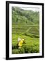 Worker Picking Tea on a Tea Plantation in the Virunga Mountains, Rwanda, Africa-Michael-Framed Photographic Print