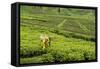 Worker Picking Tea on a Tea Plantation in the Virunga Mountains, Rwanda, Africa-Michael-Framed Stretched Canvas