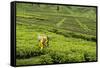 Worker Picking Tea on a Tea Plantation in the Virunga Mountains, Rwanda, Africa-Michael-Framed Stretched Canvas