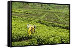 Worker Picking Tea on a Tea Plantation in the Virunga Mountains, Rwanda, Africa-Michael-Framed Stretched Canvas