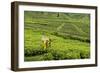 Worker Picking Tea on a Tea Plantation in the Virunga Mountains, Rwanda, Africa-Michael-Framed Photographic Print