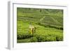 Worker Picking Tea on a Tea Plantation in the Virunga Mountains, Rwanda, Africa-Michael-Framed Photographic Print