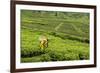 Worker Picking Tea on a Tea Plantation in the Virunga Mountains, Rwanda, Africa-Michael-Framed Photographic Print