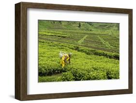 Worker Picking Tea on a Tea Plantation in the Virunga Mountains, Rwanda, Africa-Michael-Framed Photographic Print