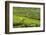 Worker Picking Tea on a Tea Plantation in the Virunga Mountains, Rwanda, Africa-Michael-Framed Photographic Print