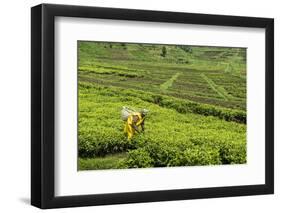 Worker Picking Tea on a Tea Plantation in the Virunga Mountains, Rwanda, Africa-Michael-Framed Photographic Print