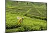 Worker Picking Tea on a Tea Plantation in the Virunga Mountains, Rwanda, Africa-Michael-Mounted Photographic Print