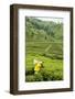 Worker Picking Tea on a Tea Plantation in the Virunga Mountains, Rwanda, Africa-Michael-Framed Photographic Print