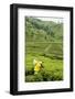 Worker Picking Tea on a Tea Plantation in the Virunga Mountains, Rwanda, Africa-Michael-Framed Photographic Print