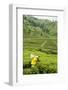 Worker Picking Tea on a Tea Plantation in the Virunga Mountains, Rwanda, Africa-Michael-Framed Photographic Print