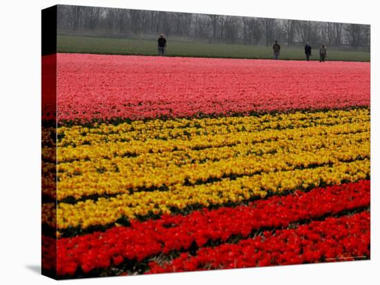 Workers amidst Fields of Tulips and Daffodils near Sint Maartensvlotbrug, Netherlands-Peter Dejong-Stretched Canvas