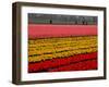 Workers amidst Fields of Tulips and Daffodils near Sint Maartensvlotbrug, Netherlands-Peter Dejong-Framed Photographic Print