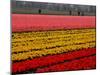 Workers amidst Fields of Tulips and Daffodils near Sint Maartensvlotbrug, Netherlands-Peter Dejong-Mounted Photographic Print