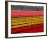 Workers amidst Fields of Tulips and Daffodils near Sint Maartensvlotbrug, Netherlands-Peter Dejong-Framed Photographic Print