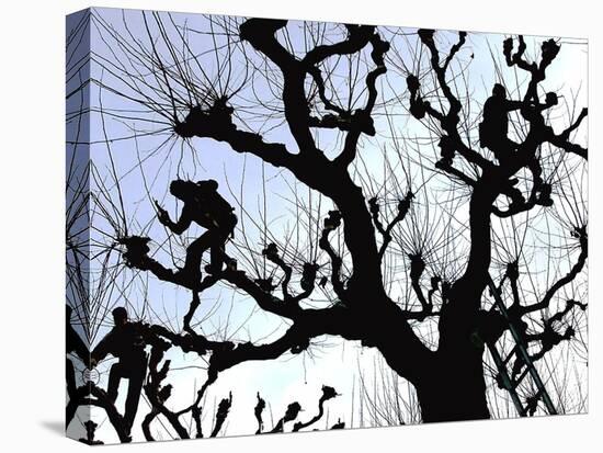 Workers Cuts Young Sprouts from a Plane Tree at an Avenue at the River Main-null-Stretched Canvas