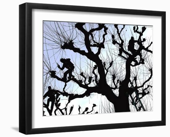 Workers Cuts Young Sprouts from a Plane Tree at an Avenue at the River Main-null-Framed Photographic Print