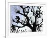 Workers Cuts Young Sprouts from a Plane Tree at an Avenue at the River Main-null-Framed Photographic Print