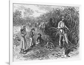 Workers Cutting Sugar Cane-null-Framed Photographic Print