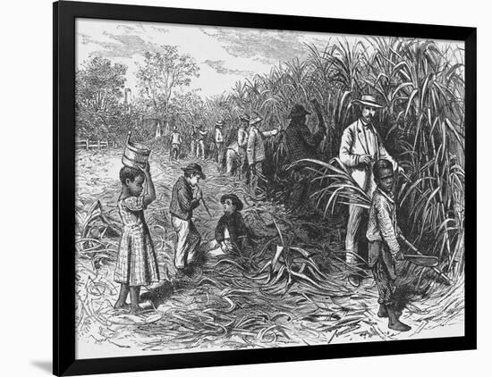 Workers Cutting Sugar Cane-null-Framed Photographic Print