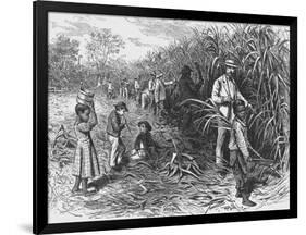 Workers Cutting Sugar Cane-null-Framed Photographic Print