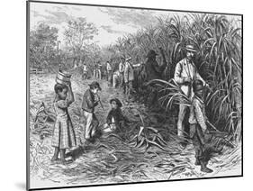 Workers Cutting Sugar Cane-null-Mounted Photographic Print