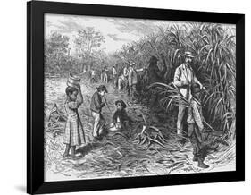 Workers Cutting Sugar Cane-null-Framed Photographic Print