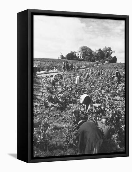 Workers During the Harvest Season Picking Grapes by Hand in the Field For the Wine-Thomas D^ Mcavoy-Framed Stretched Canvas