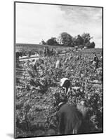 Workers During the Harvest Season Picking Grapes by Hand in the Field For the Wine-Thomas D^ Mcavoy-Mounted Photographic Print