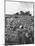 Workers During the Harvest Season Picking Grapes by Hand in the Field For the Wine-Thomas D^ Mcavoy-Mounted Photographic Print