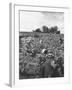 Workers During the Harvest Season Picking Grapes by Hand in the Field For the Wine-Thomas D^ Mcavoy-Framed Photographic Print