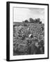 Workers During the Harvest Season Picking Grapes by Hand in the Field For the Wine-Thomas D^ Mcavoy-Framed Photographic Print