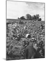 Workers During the Harvest Season Picking Grapes by Hand in the Field For the Wine-Thomas D^ Mcavoy-Mounted Photographic Print