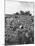 Workers During the Harvest Season Picking Grapes by Hand in the Field For the Wine-Thomas D^ Mcavoy-Mounted Photographic Print