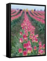 Workers Harvesting Tulips, Skagit Valley, Washington, USA-Merrill Images-Framed Stretched Canvas