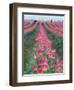 Workers Harvesting Tulips, Skagit Valley, Washington, USA-Merrill Images-Framed Photographic Print