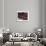 Workers in the Dyeing Pits of a Leather Tannery, Fez, Morocco-Susanna Wyatt-Framed Photographic Print displayed on a wall