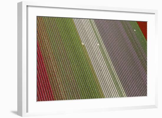 Workers in Tulip Fields, North Holland, Netherlands-Peter Adams-Framed Photographic Print