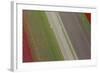 Workers in Tulip Fields, North Holland, Netherlands-Peter Adams-Framed Photographic Print