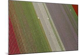 Workers in Tulip Fields, North Holland, Netherlands-Peter Adams-Mounted Photographic Print