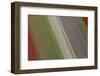 Workers in Tulip Fields, North Holland, Netherlands-Peter Adams-Framed Photographic Print