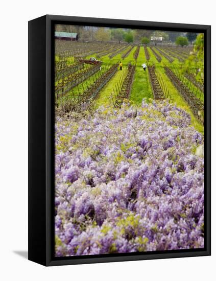 Workers in Vineyards with Wisteria Vines, Groth Winery in Napa Valley, California, USA-Julie Eggers-Framed Stretched Canvas